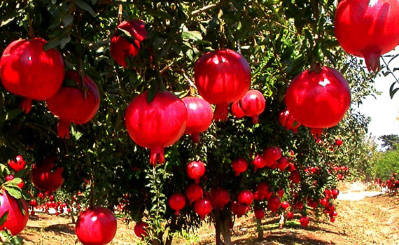 Fresh Pomegrantes