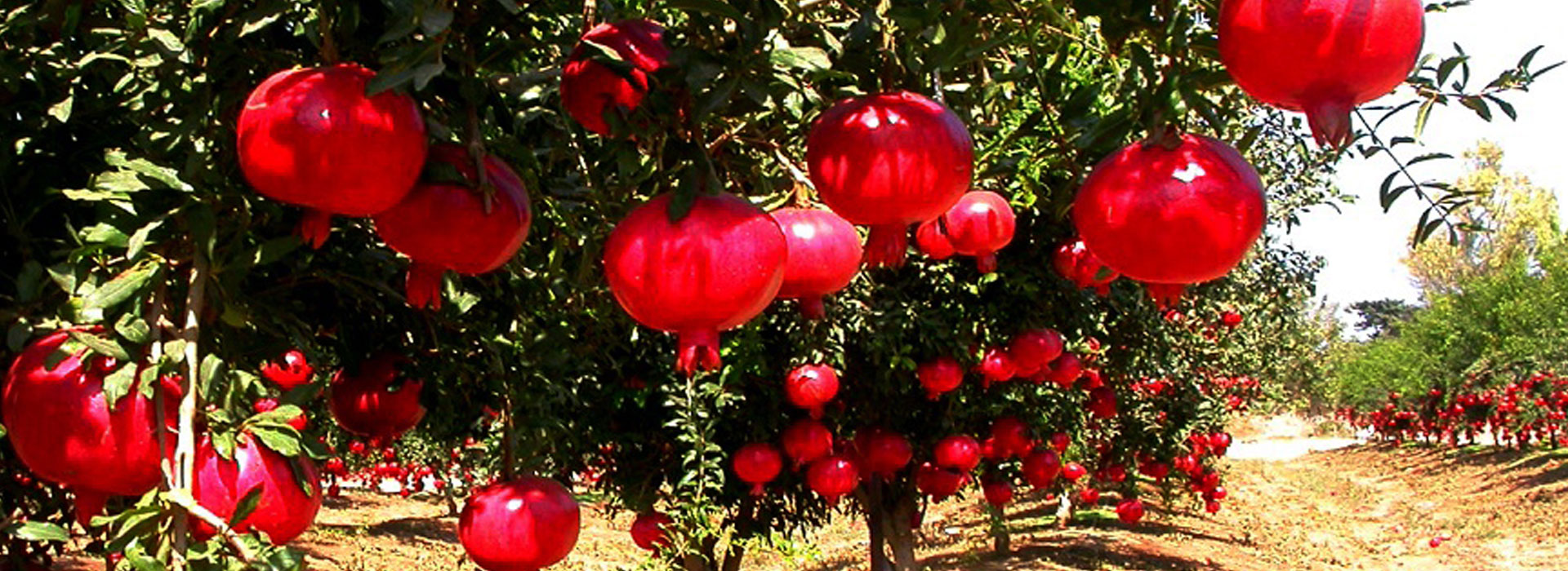 Fresh Pomegranate