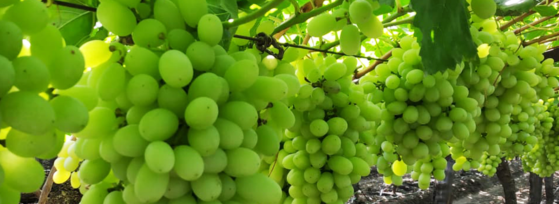 Fresh Grapes